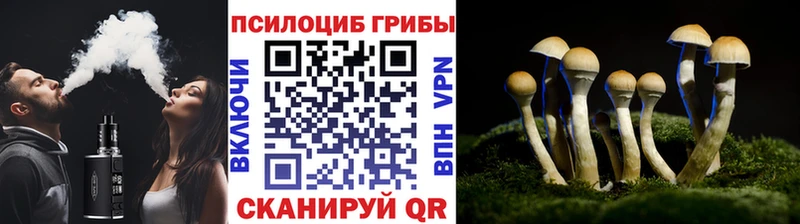 Купить где  Сретенск  Псилоцибиновые грибы Psilocybine cubensis 